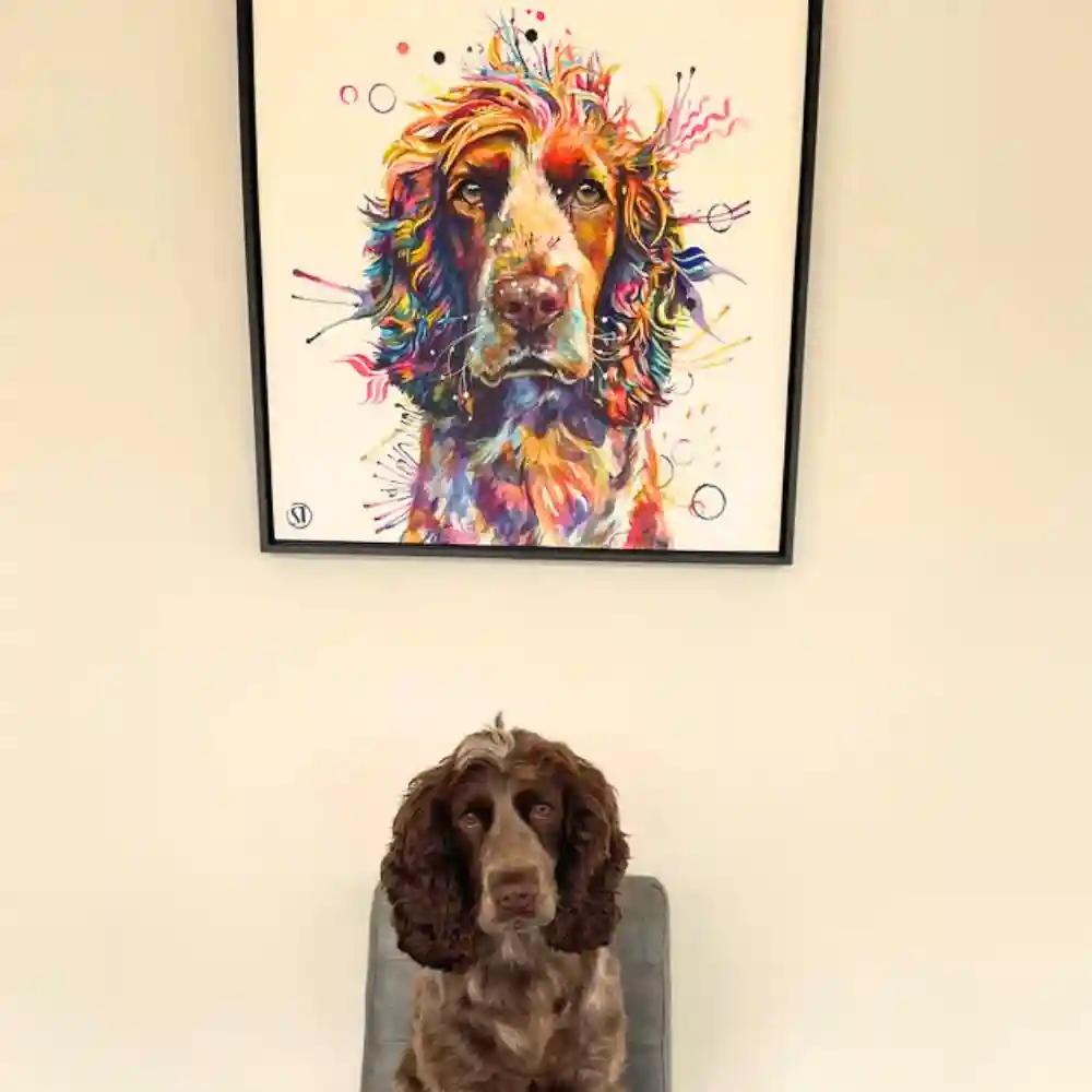 Jarvis the Cocker Spaniel Framed Canvas - Image 2