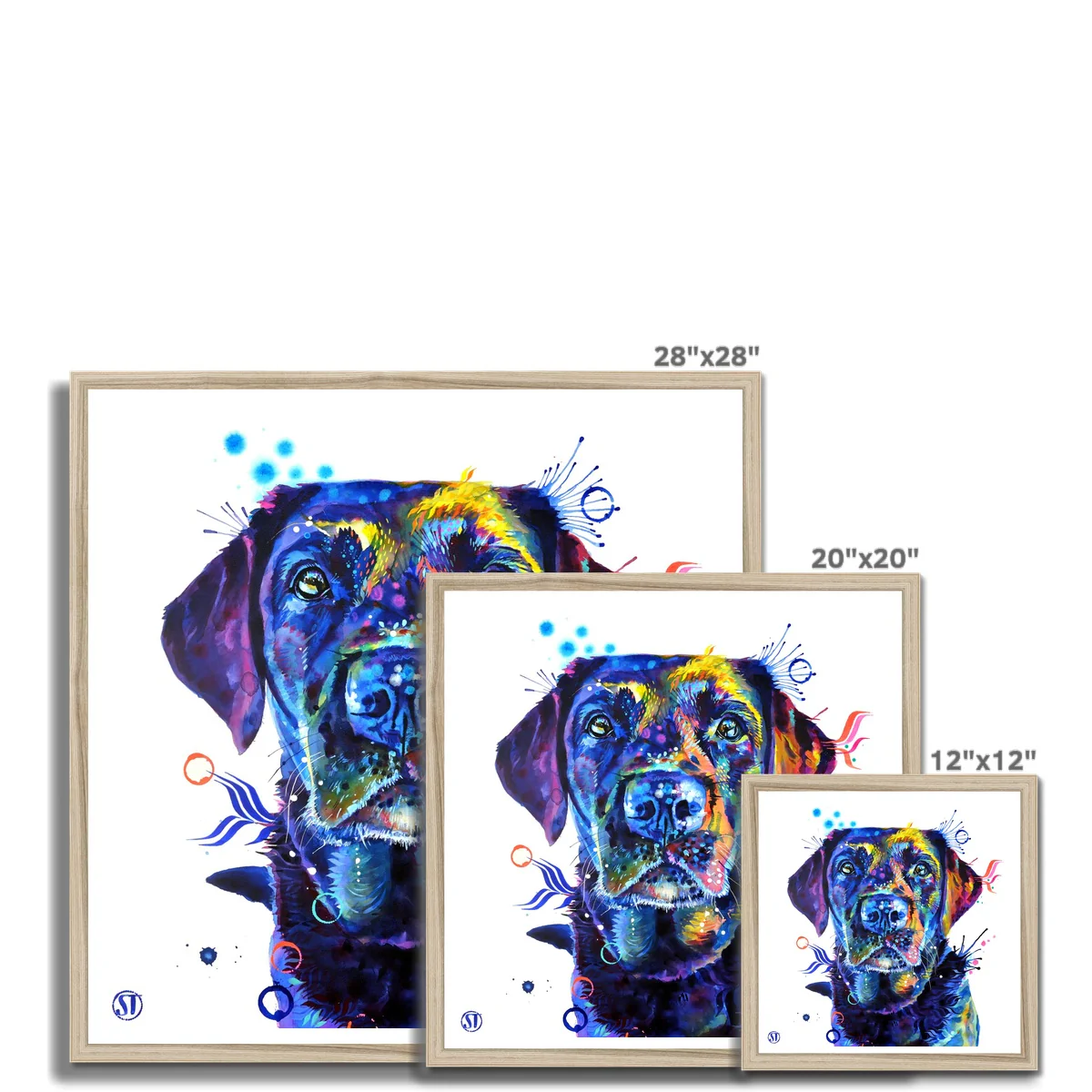 Neli the Black Labrador Framed Print - Image 12