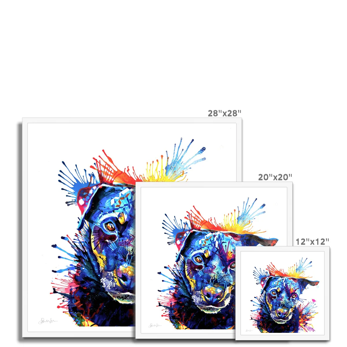 Bowdee the Rottweiler Framed Print - Image 12
