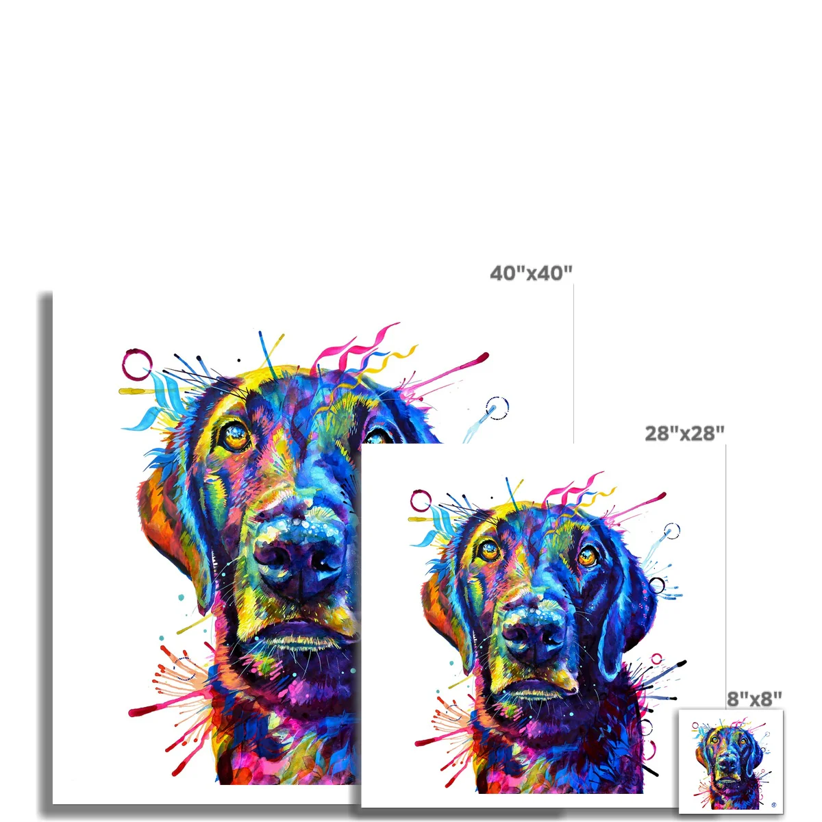 Tommy the Labrador Fine Art Print - Image 3