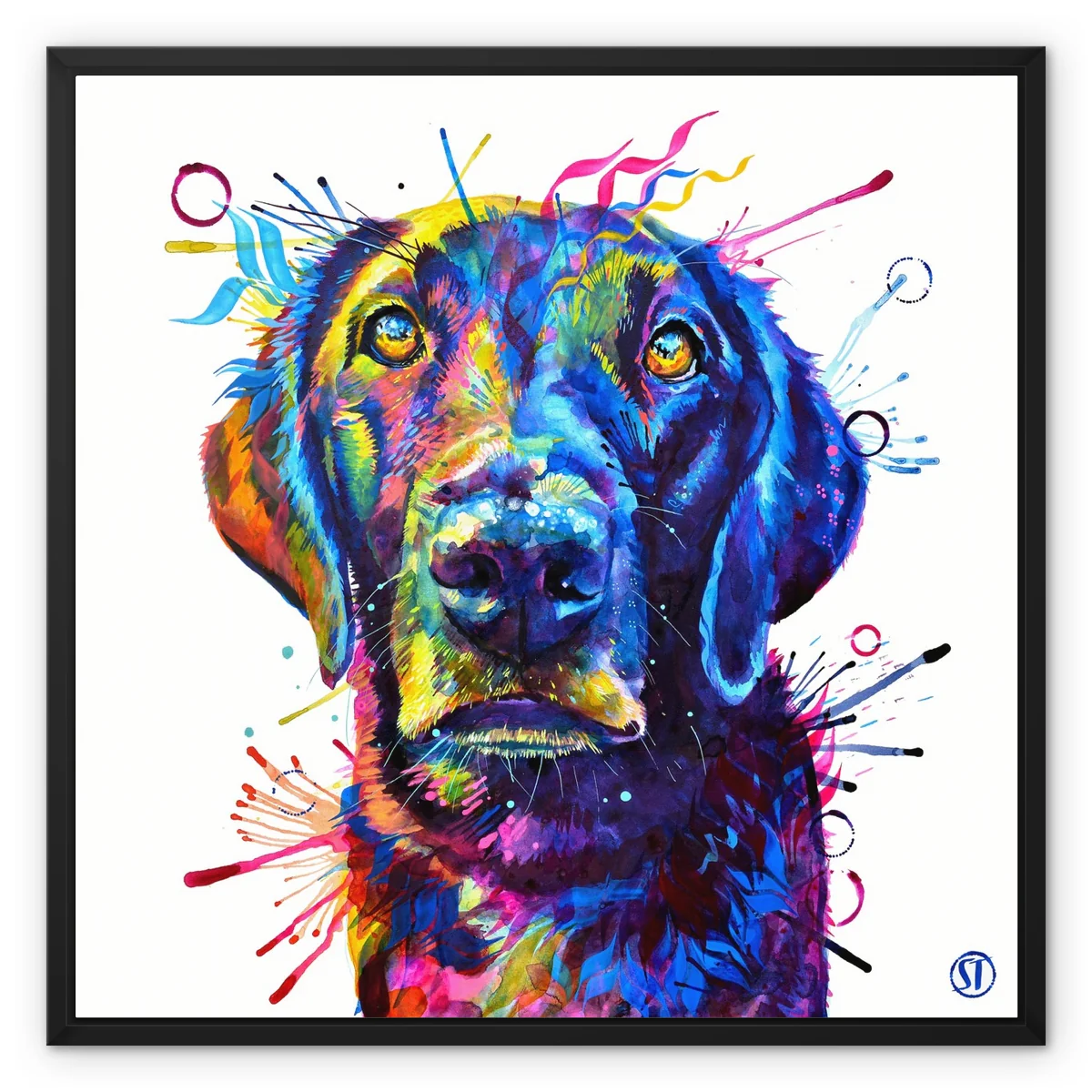 Tommy the Labrador Framed Canvas